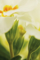 Primrose, Primula vulgaris.