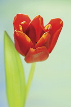 Tulip, Tulipa.