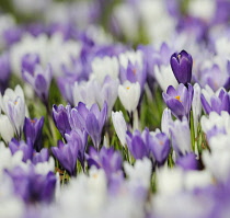 Crocus.