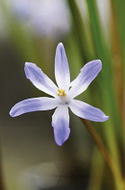 Glory-of-the-snow, Chionodoxa.