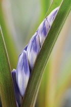 Glory-of-the-snow, Chionodoxa.