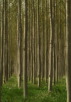 Poplar, Populus andalucia.