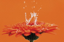 Gerbera.