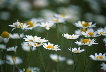 Chamomile, Chamaemelum nobile.