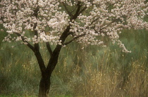 Almond, Prunus dulcis.