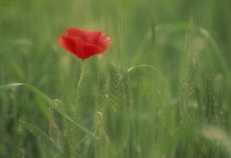 Poppy, Papaver.