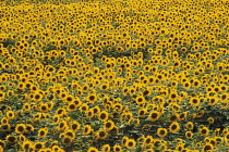 Sunflower, Helianthus annuus.