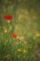 Poppy, Papaver.