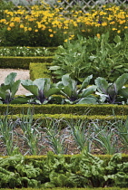 Box, common, Buxus sempervirens.