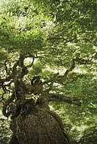 Japanesepagodatree, Lagenaria siceraria.