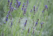 Lavender, Lavandula augustifolia.