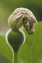 Bottlegourd, Lagenaria siceraria.