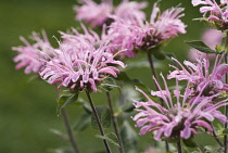 Bergamot, Monarda, Monarda didyma.