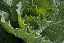 Cabbage, Brassica oleracea 'Bacalan de Rennes'.
