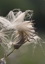 Thistle, Creeping thistle, Cirsium arvense.