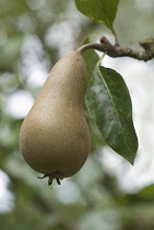 Pear, Pyrus communis 'Conference'.