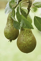 Pear, Pyrus communis 'Conference'.