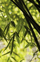 Bamboo, Black bamboo, Phyllostachys nigra.