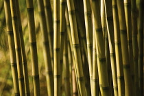 Bamboo, Chusquea culeou.