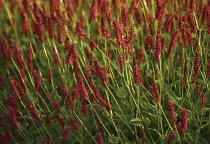 Bistort, Persicaria amplexicaulis 'taurus'.