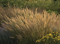 Korean Feather Reed Grass, Calamagrostis brachytricha.