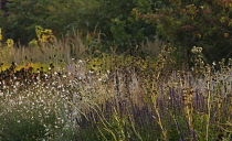 Sea Holly, Eryngium yuccifolium.