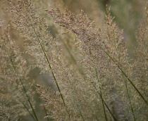 Korean Feather Reed Grass, Calamagrostis brachytricha.