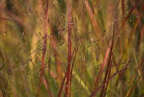 Redgrass, Imperata cylindrica 'Rubra'.