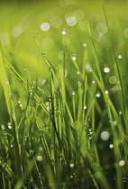 Grass.