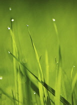 Grass.