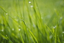 Grass.