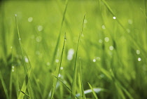 Grass.