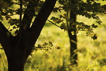 Field Maple, Acer campestre.