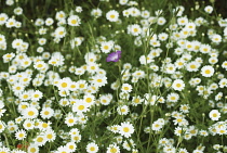 Corncockle, common, Agrostemma githago.