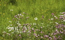 Campion, red, Silene dioica.