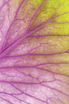 Cabbage, Ornamental cabbage, Brassica oleracea.