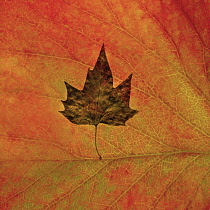 Maple, Acer.