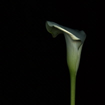 Lily, Arum lily, Calla lily, Zantedeschia.