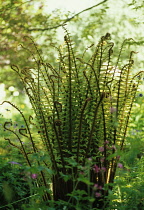 Fern, Wallich's wood fern, Dryopteris wallichiana.