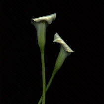 Lily, Arum lily, Calla lily, Zantedeschia.