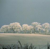 Oak, Quercus robur.