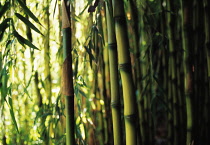 Bamboo, Phyllostachys aureosulcata.