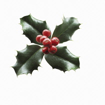 Holly, Ilex aquifolium.