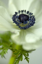 Anemone.