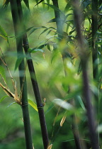 Bamboo, Black bamboo, Phyllostachys nigra.