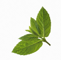 Mint, Peppermint, Mentha piperita.