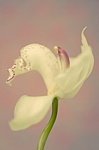 Orchid.