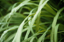 Lemongrass, Cymbopogon citratus.