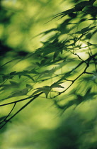 Japanese Maple, Acer palmatum.