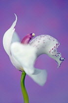 Orchid.